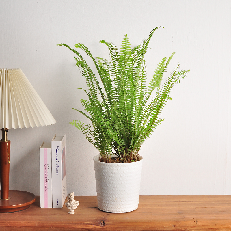 肾蕨草盆栽室内外净化空气好养活