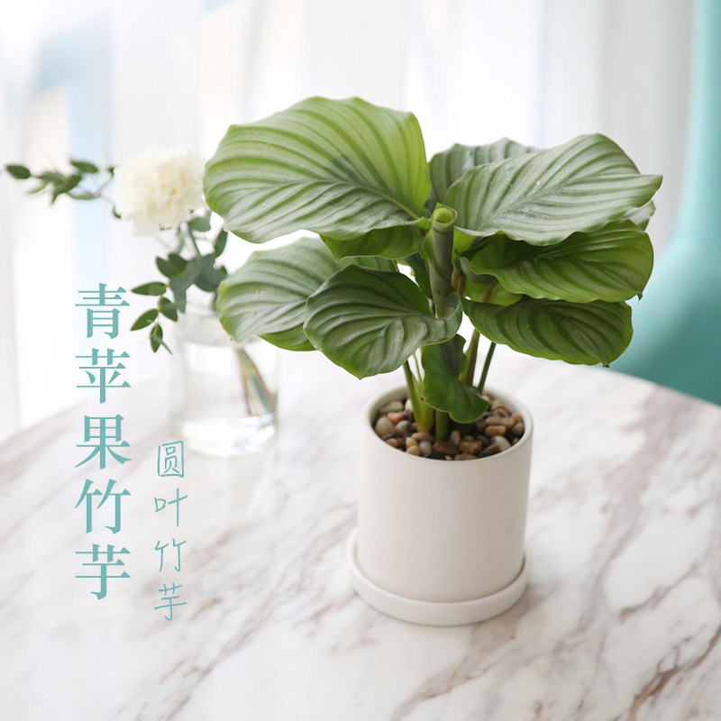圆叶青苹果竹芋水培观叶植物桌面耐阴盆栽吸甲醛净化空气室内包邮