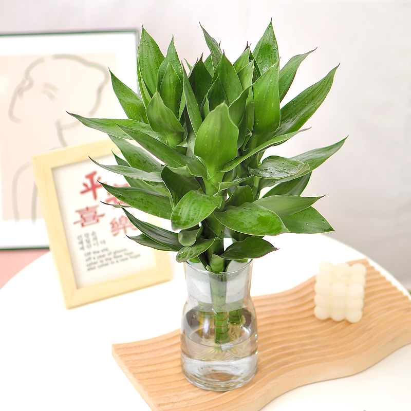 观音竹室内水养易活观赏性强