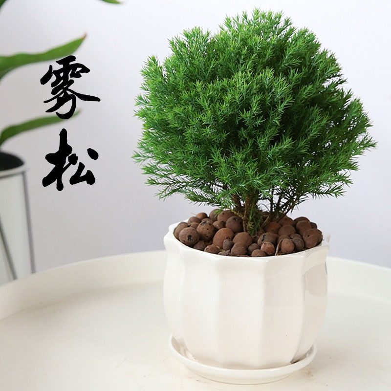 雾松盆栽植物室内好养办公室桌面小盆栽净化空气四季常青招财盆景
