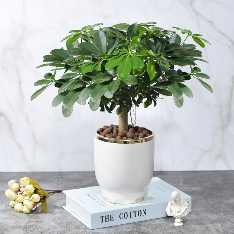 鸭脚木盆栽植物室内花四季常青好养老桩盆景吸甲醛八方来财七叶莲