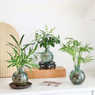 水培植物室内解压情绪类创意绿植