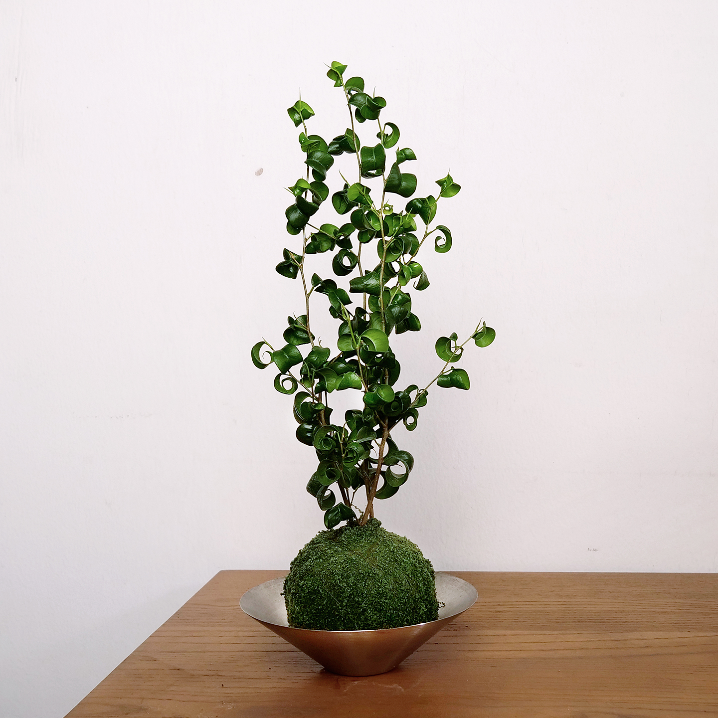 卷福苔藓球盆栽卷叶榕