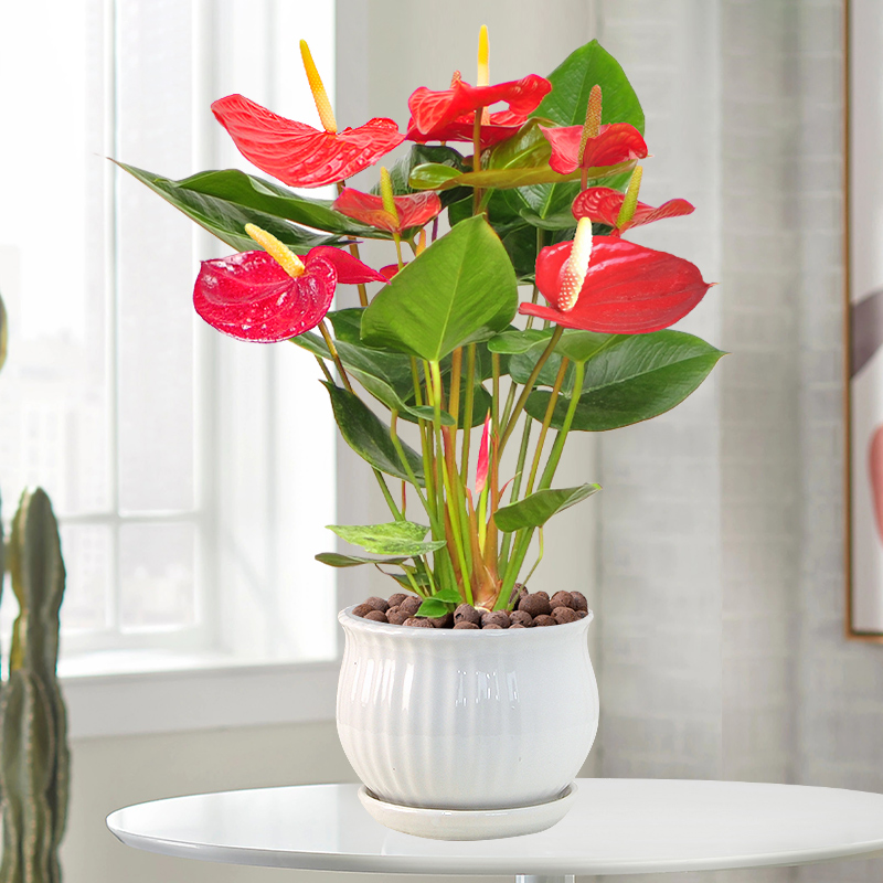 红掌盆栽带花大盆鲜花办公室内桌面好养植物净化空气开业送礼喜庆