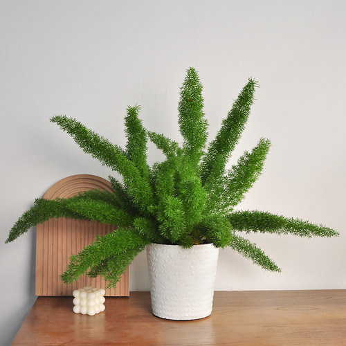 狐尾天门冬庭院花园阳台高档好养