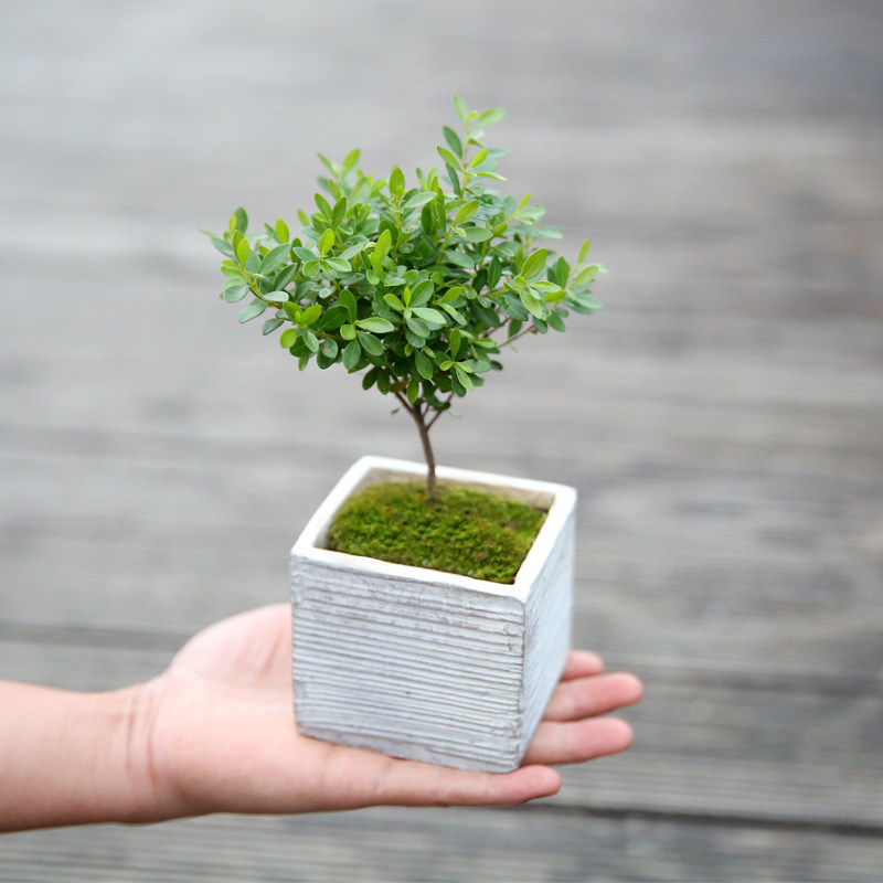 小叶赤楠盆景室内阳台老桩好养赤楠木盆栽四季常青净化空气小绿植