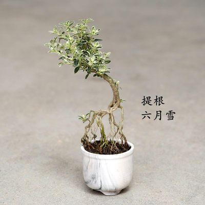 提根六月雪植物盆景老桩悬崖式室内桌面金边迷你小盆栽中国风包邮 虎窝淘