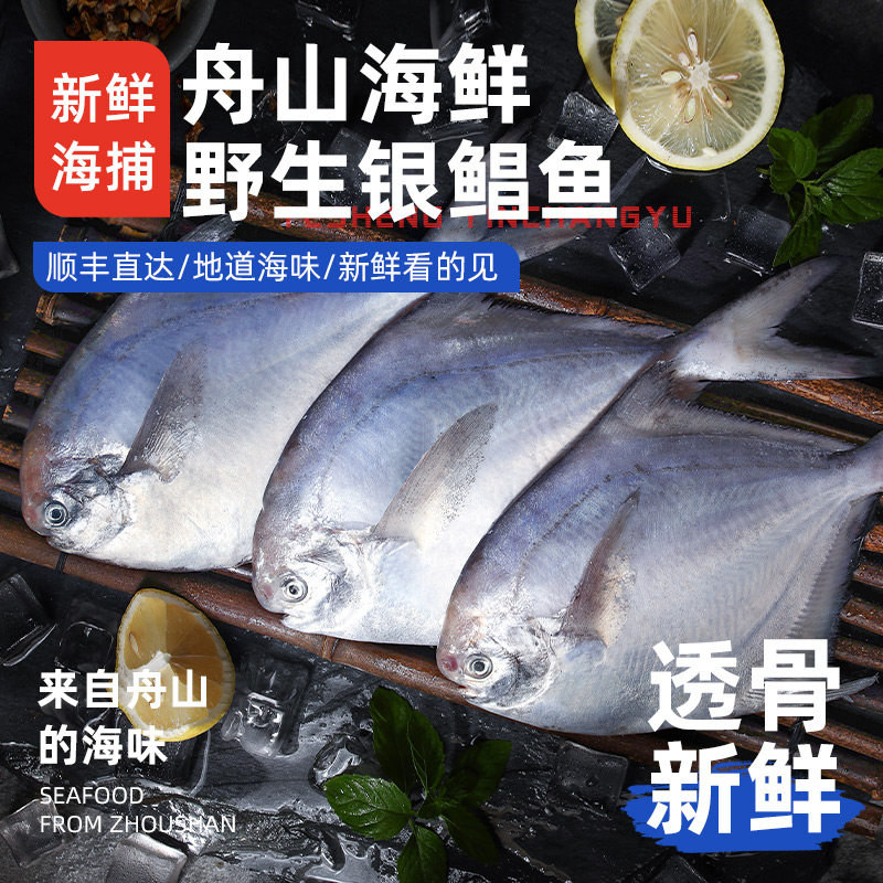 【银鲳鱼】舟山野生银鲳鱼大昌鱼平鱼海捕深海东海白鲳鱼新鲜冷冻