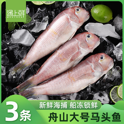 【遇上鲜】舟山新鲜马头鱼3条装