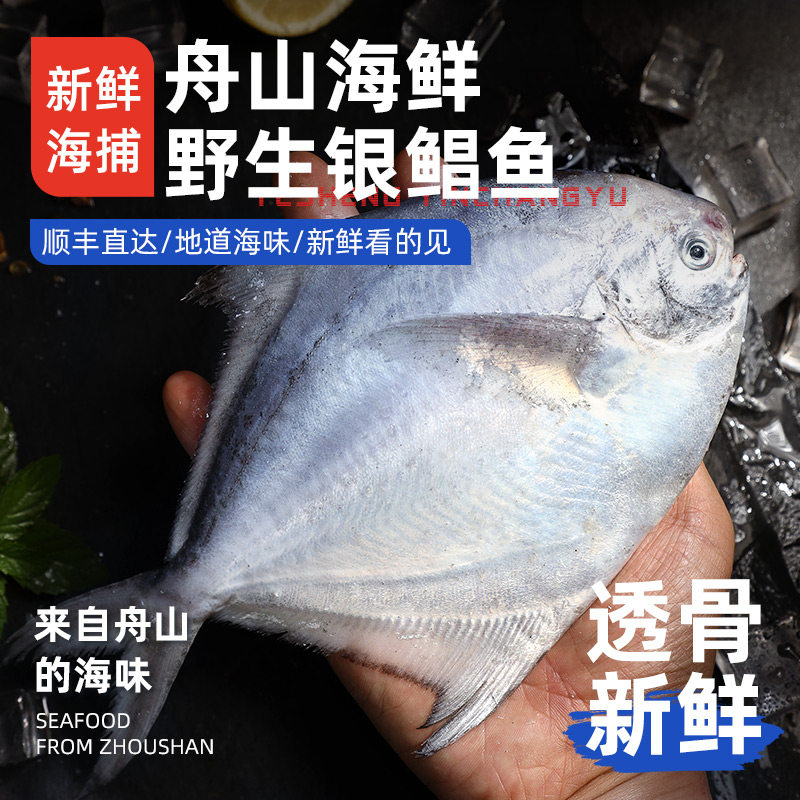 【银鲳鱼】舟山野生银鲳鱼大昌鱼平鱼海捕深海东海白鲳鱼新鲜冷冻