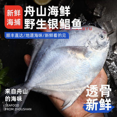 【5斤】舟山野生银鲳鱼/白鲳鱼