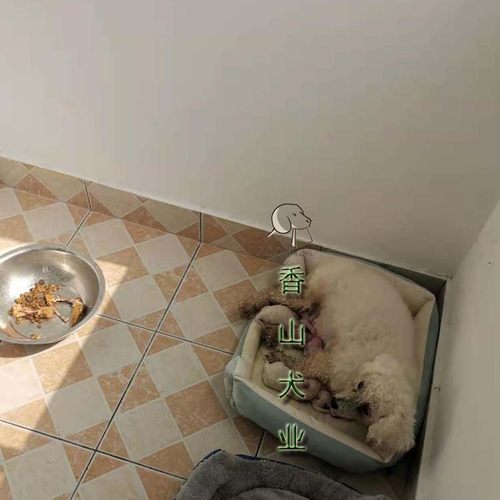 香山犬业宠物狗狗寄养独立房间活动空间寄养服务一个月