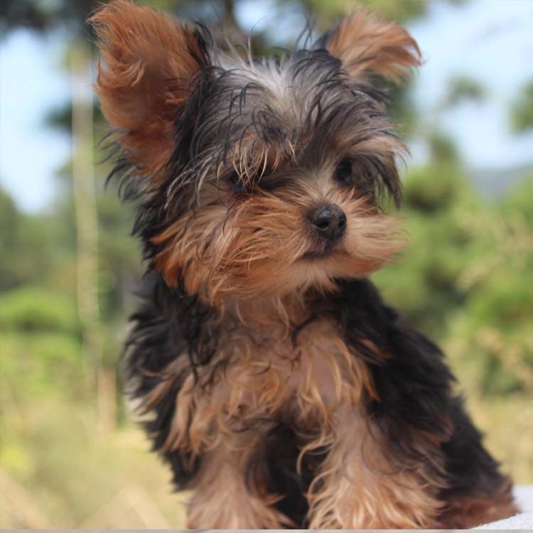 香山犬业约克夏犬宠物狗狗幼犬约克夏纯种