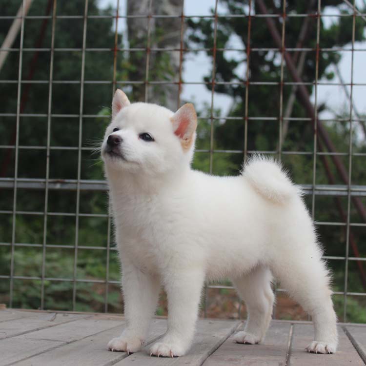 香山犬业日本柴犬黄色黑色白色柴犬短毛家庭全