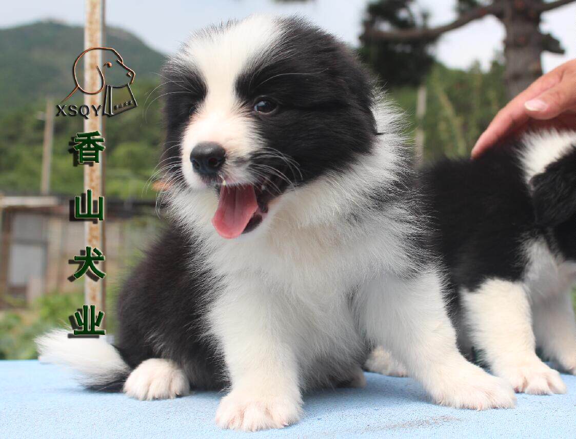香山犬业边境牧羊犬聪明狗狗幼犬黑白咖啡陨石边牧犬