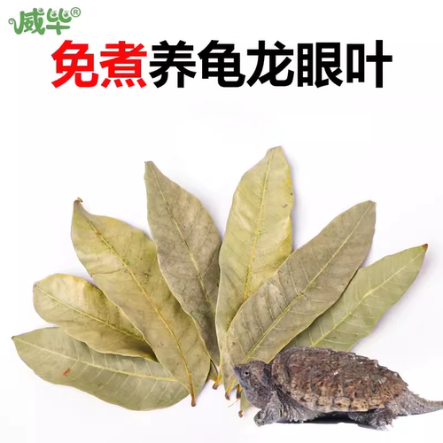 免煮乌龟龙眼叶防治腐皮烂甲