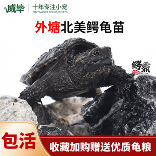 外塘北美小鳄龟活物鳄鱼龟活体大鳄龟暴刺小乌龟活体佛鳄纯种冷水