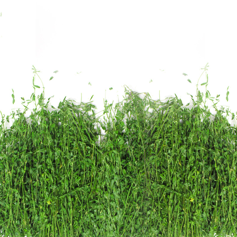 极速应季紫花苜蓿草苜宿草幼兔兔粮E新鲜牧干草兔子荷兰猪粮食饲,宠物/宠物食品及用品,兔兔干草,淘宝优惠券,粉丝福利购,淘宝优惠卷