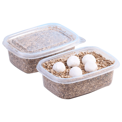 10种龟蛋可选100%挑选受精蛋