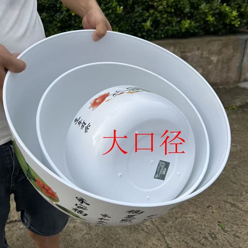 荷花无孔盆水培绿植睡莲盆栽耐晒