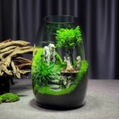 创意圆形玻璃鱼缸微景观生态瓶办公室桌面摆件养鱼绿植盆景生态瓶