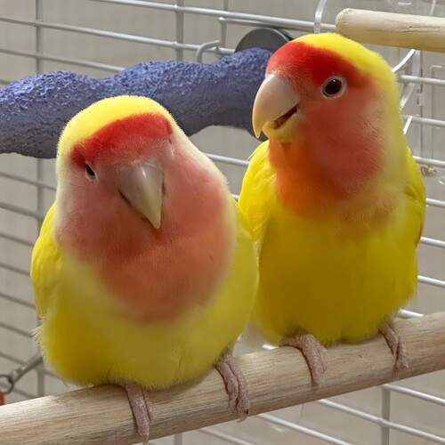 牡丹鹦鹉活鸟【广东发货包活】