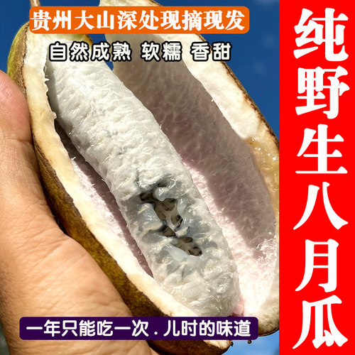 贵州高山野生现摘八月瓜