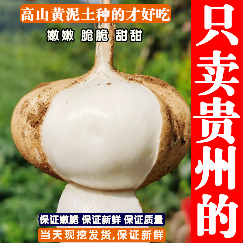 贵州凉薯新鲜地萝卜现挖现发