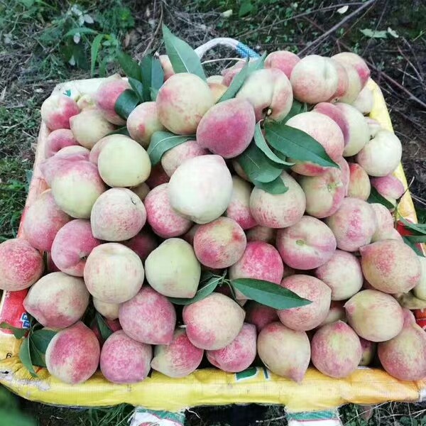 贵州老品种桃子新鲜红心百花桃脆甜血桃当季孕妇水果现摘蟠桃毛桃