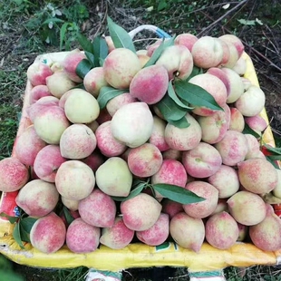 贵州老品种桃子新鲜红心百花桃脆甜血桃当季孕妇水果现摘蟠桃毛桃