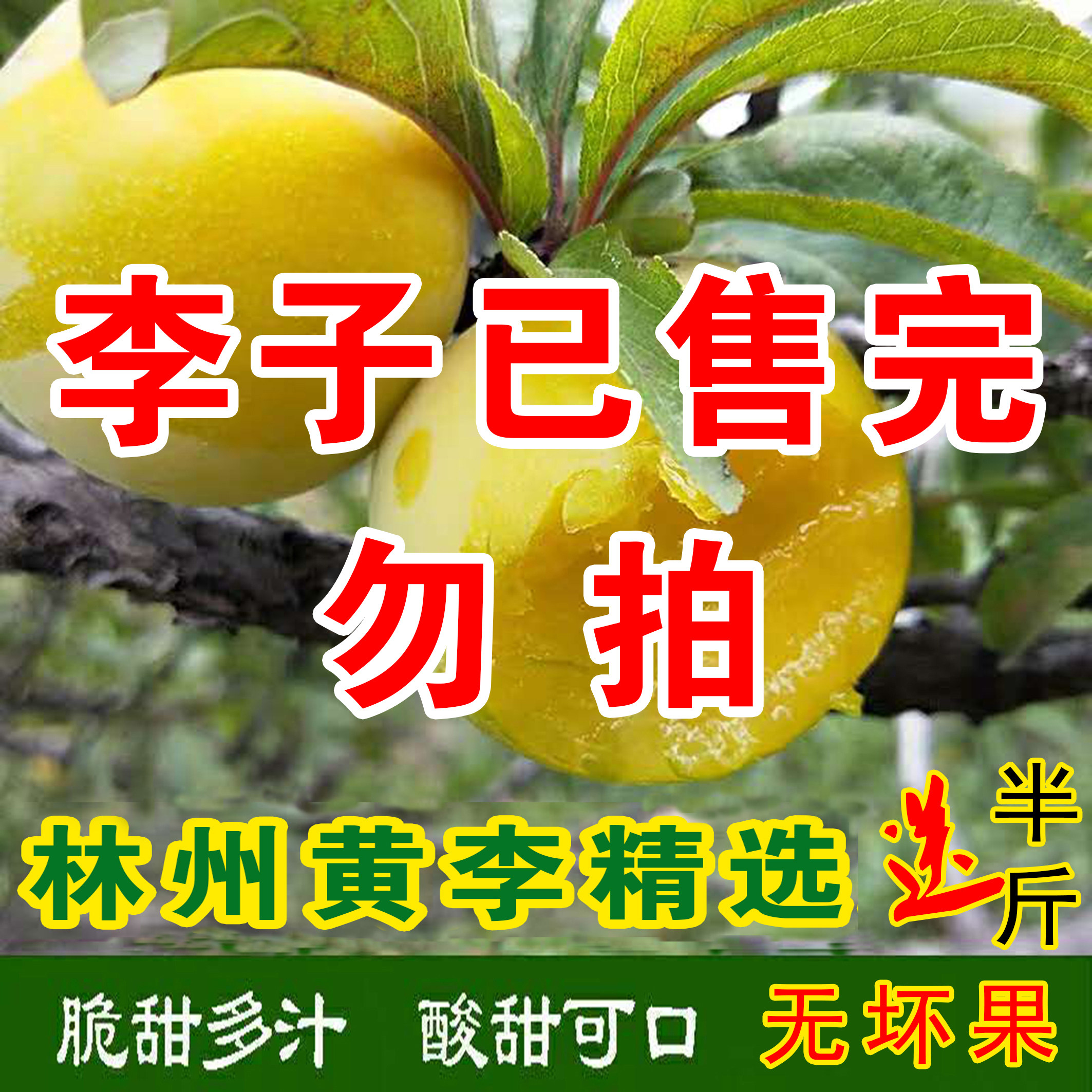 林州李子5斤脱骨大旱地黄李子酸甜脆新鲜孕妇水果园现摘现发包邮