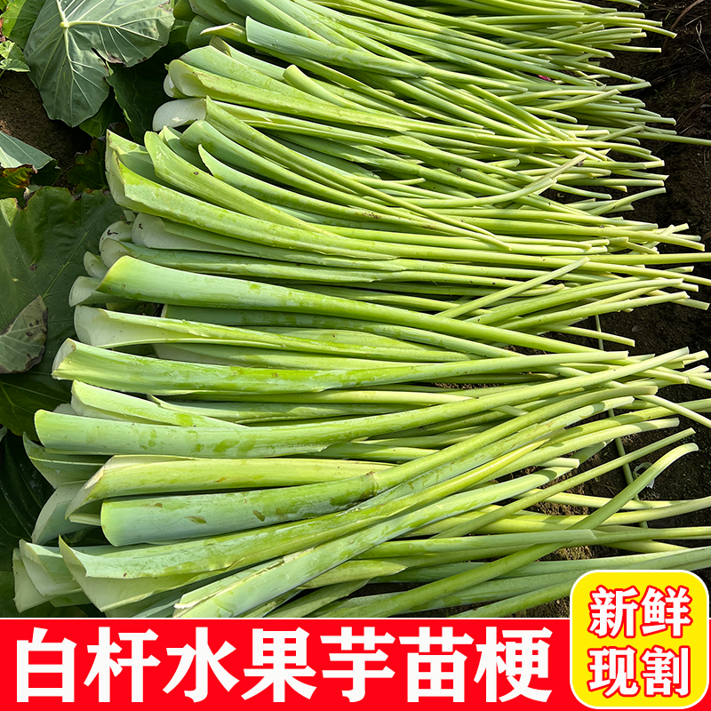 广西新鲜水果芋苗梗现摘白芋荷广菜芋荷梗白芋苗芋头苗开胃菜蔬菜