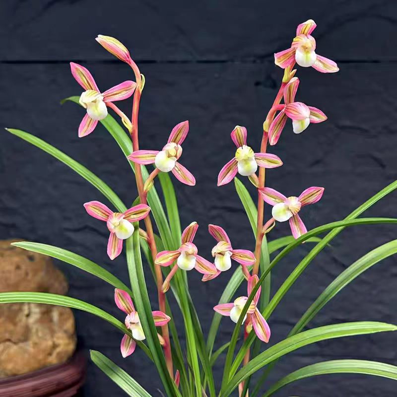 云南引种苗彩虹月色浓香阳台室