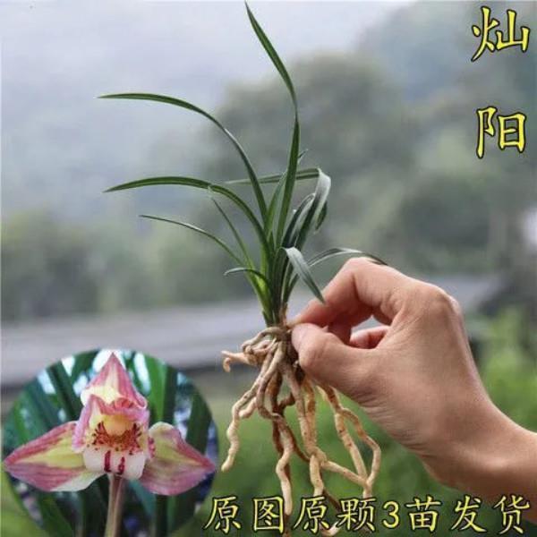 【灿阳】盆栽浓香型室内外花卉