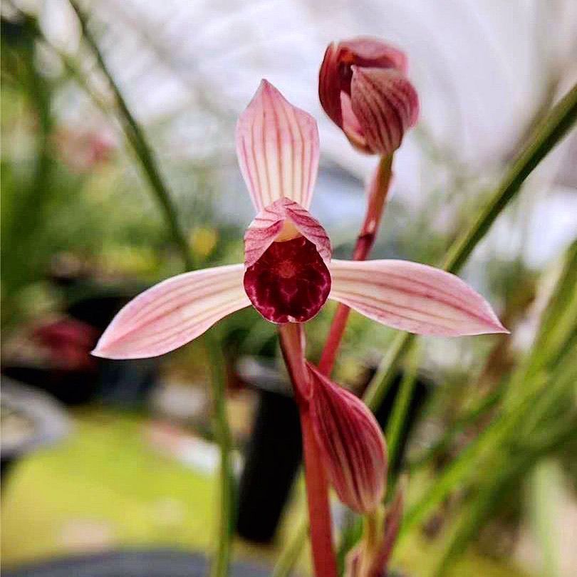 春兰新品细叶兰花室内庭院盆栽