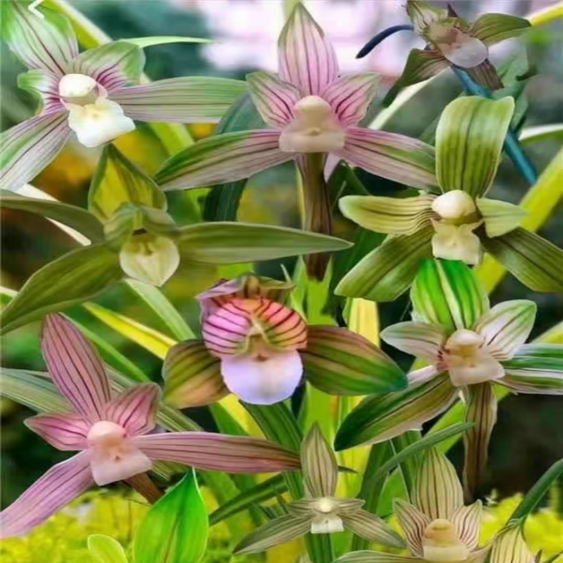 彩锦素阳台室内浓香型绿植