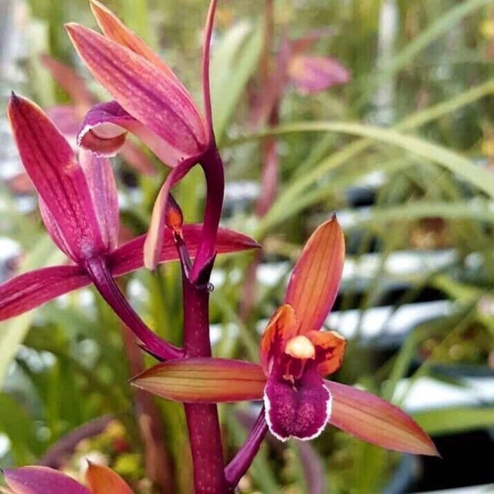 兰花苗蕙兰红草四季 红香妃 超红蕙兰浓香型室内高档懒人盆栽水培