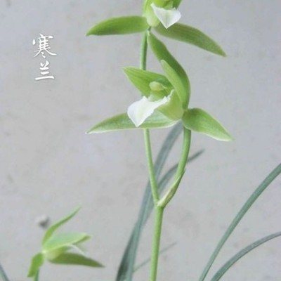 带花苞高档铭品兰花苗细叶寒兰