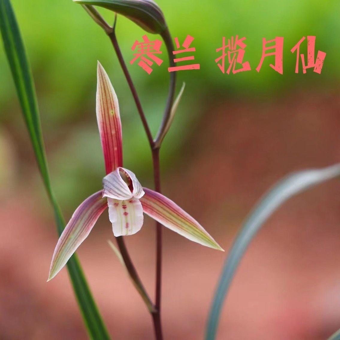 带花苞新品兰花苗浓香型寒兰 【揽月仙】室内外养殖好养易活花卉