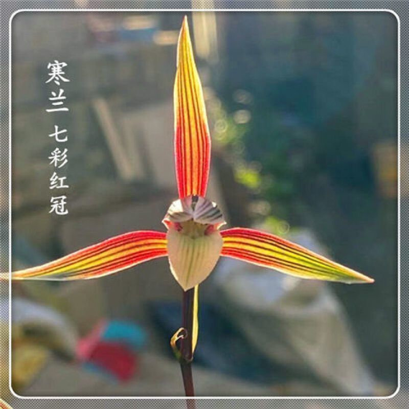 将上花新品色花细叶寒兰