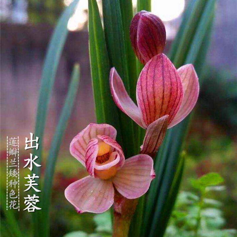 带花苞云南老品种兰花苗【出水芙蓉】室内四季花卉铭品盆栽好养活