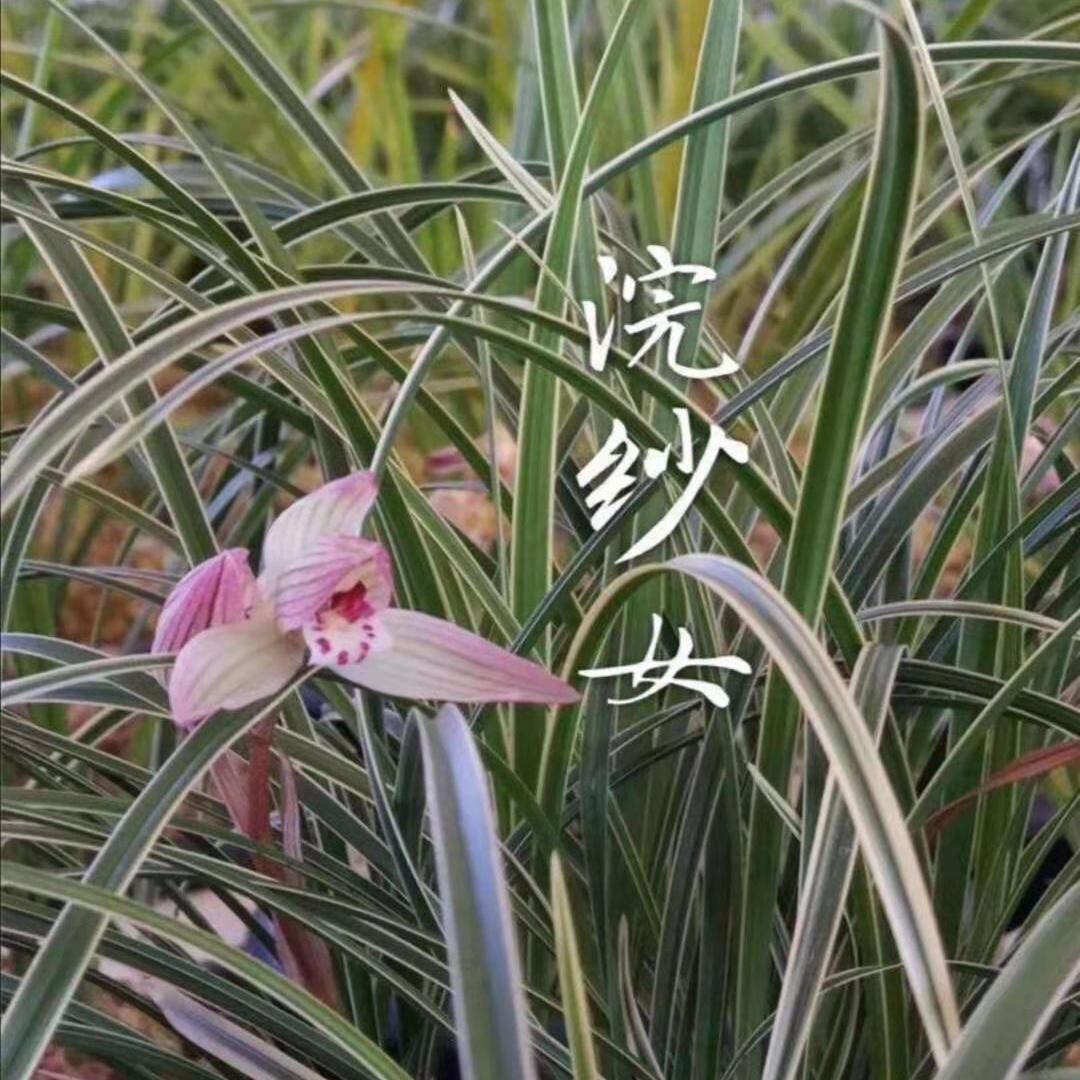 名贵兰花苗金边线艺莲瓣兰【浣纱女】稀有室内外盆栽绿植当年开花
