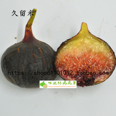 饴之林久留米无花果无花果树苗
