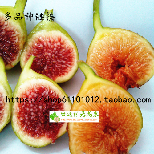 无花果双色营养钵新品种链接