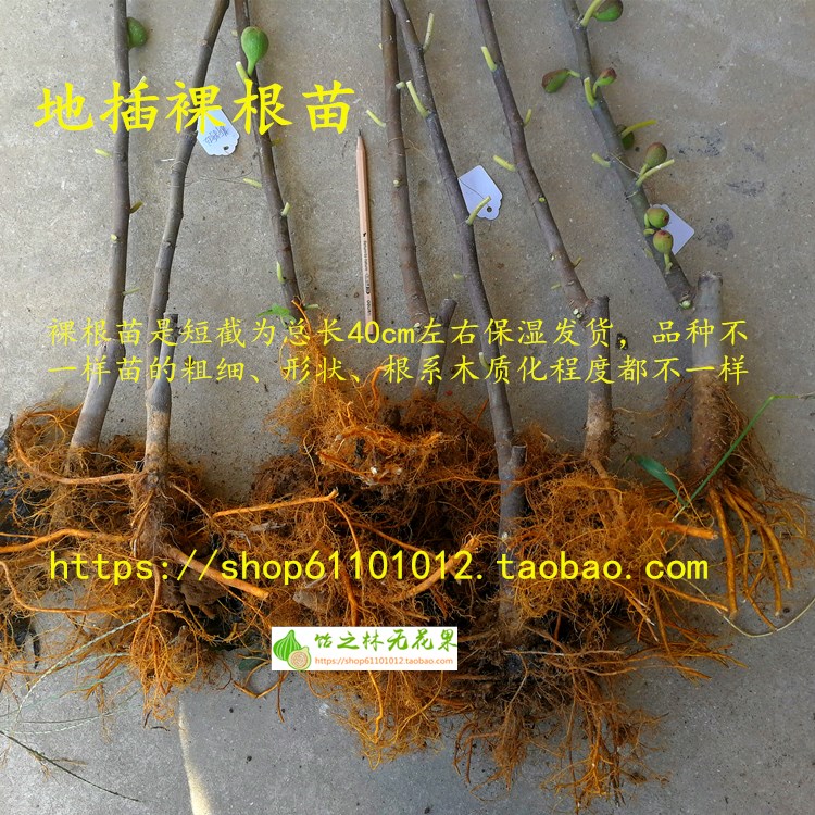 无花果黑色多品种地插无花果树苗