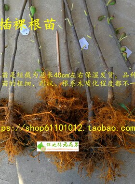 无花果树苗 芭劳奈 法紫 黑色使命 小波 安金 多品种裸根苗二月苗