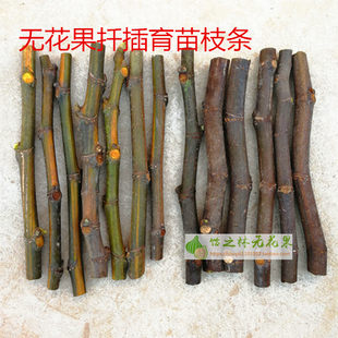 安金 芭劳奈 哈代绿皮扦插嫁接育苗枝条 斯特拉 无花果枝条加州黑