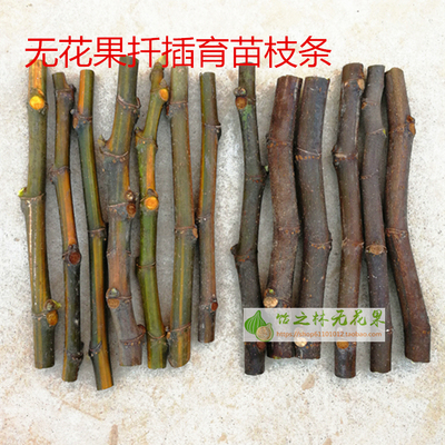 枝条无花果枝条嫁接扦插育苗