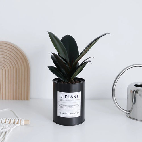 黑金刚橡皮树净化空气