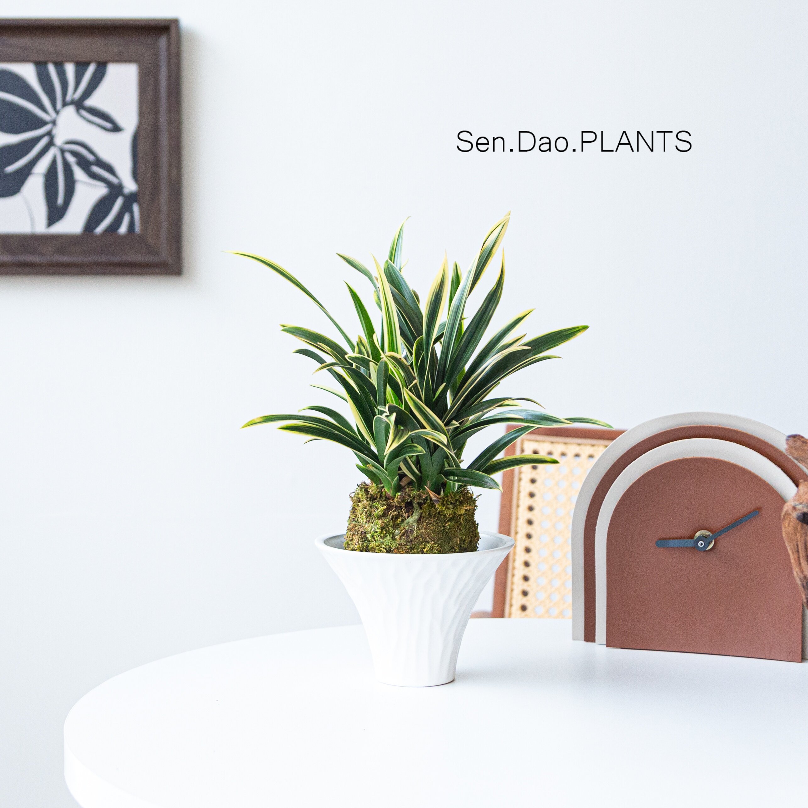 兰花苗浓香金边矮种线艺四季建兰 金凤冠 花卉植物室内好养盆栽